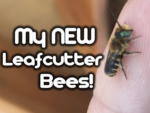 My New Leafcutter Bees! My New Leafcutter Bees!