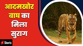 Bagaha: आदमखोर बाघ का मिला सुराग, मिले पदचिन्ह | #shorts #tiger