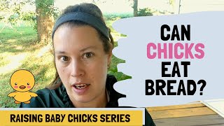 Can Chicks Eat Bread?