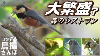 コンデジ鳥撮散歩　大繁盛森のレストラン　鳥に人気のメニューとは？　兵庫県・北播磨