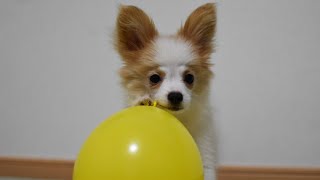 【子犬】初めて風船で遊んでみた