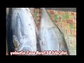 HASIL AKHIR KEP YANTO YELLOWFIN TUNA 50 UP