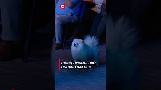 Шпиц Лукашенко облаял Ваенгу! (Архив 2022 года) #shorts #лукашенко #ваенга #новости #александрия