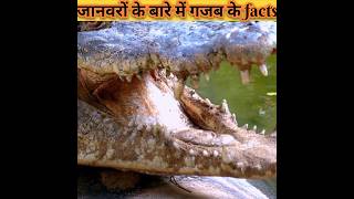 Crazy Facts About Animals | Amazing Facts | Random Facts About Animals in Hindi #shorts #factshindi