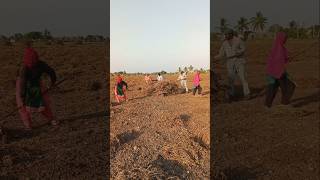 Farmer 🧑‍🌾 Mungfali Farming gujarat 🥜 #agriculture #satisfying #shot