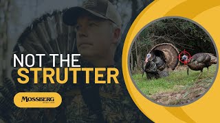 Turkey Hunting | Not The Strutter?