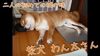 寝たきりになる前の柴犬わん太さんの初公開キレッキレ動画見つけました