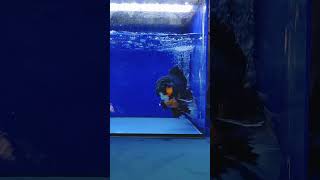 【返金保証】 動画 オランダ獅子頭 ローズテール (k762) タイ産 特大個体 18cm オス 6ヵ月 #金魚 3月31日発送 (k762)