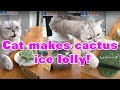 【A Cooking Cat Compilation】Cat makes cactus ice lolly! 猫咪制作仙人掌冰棍