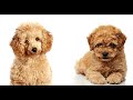 top 5 beautiful dogs 5 சிறந்த 5 அழகான நாய்கள்