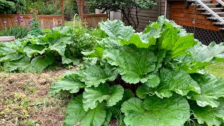 Huge Rhubarb Plants \u0026 More Plants!!!