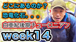 【season２】《week１４》1人ぼっちで化石探し。白亜紀後期チューロニアンで有名なアンモナイト化石の一部を発見しました！武田さんがいないと寂しいですね〜。。。骨化石ではなく鹿の骨。W