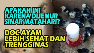 Ternak Ayam Kampung Asli Dengan Cara Ini Lebih Sehat dan Daging Berisi dan Bobot Lebih Maksimal