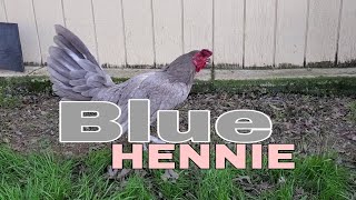 Blue Hennie's Chicken