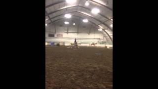 AQHA 7 yr old Palomino Gelding