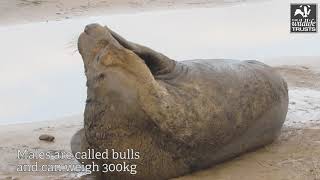 The life of the grey seal