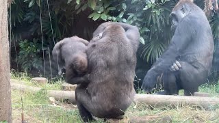 お兄ちゃんと遊ぶスモモちゃん【‎2023‎年‎10‎月‎7日】【上野動物園】ゴリラ