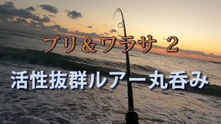 遠州灘海岸物語142　ブリ＆ワラサ②　ルアー丸呑み