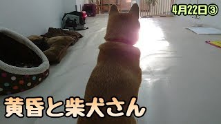 黄昏と柴犬さん 【ひみつきちなう！③】2018年4月22日