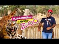 കുവൈറ്റിലെ പുതിയ Mini ZOO കാഴ്ചകൾ | Kuwait New Zoo | Little Jungle Zoo (Sulaibiya)Kuwait | LT Dreams