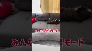 みんなお昼寝モード　#shorts #cat #猫 #保護猫 #白猫 #デブ猫 #トイプードル  #犬 #dog