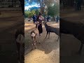 奈良の可愛い😡鹿に癒される外国人観光客 nara park in japan