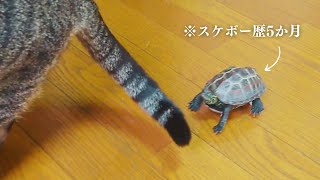 小雪ちゃんの尻尾に翻弄されるクサガメ軍曹【Skateboarding turtle chasing Koyuki's tail】