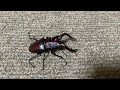 ノコギリクワガタvsミヤマクワガタ　prosopocoilus inclinatus vs lucanus maculifemoratus