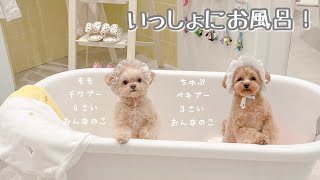 わんこ店内OK都内カフェ巡りVLOG【癒し犬】