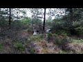 english setters and woodcocks in ireland ep 12 20