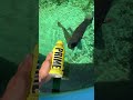 prime bottle vs fish