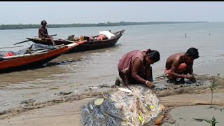 আজ মাতলা নদীর পাড়ে ঘাই-জাল টেনে  চিংড়ি মাছ ধরলাম ।। Net fishing in Sundarban River