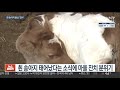 시선두기 흰 소의 해 에 태어난 흰 송아지…이름도 복덩이 연합뉴스tv yonhapnewstv