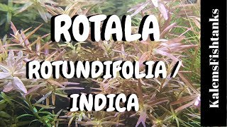 Rotala Rotundifolia/Indica Care and Propagation