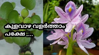 കുളവാഴ/ water Hyacinth /Malayalam