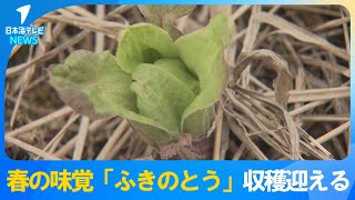 【気温の影響か…】「お宝だよ。これができるのを待ってた本当に」　春の味覚「ふきのとう」の数が大幅減少　されに収穫時期に遅れも　島根県出雲市