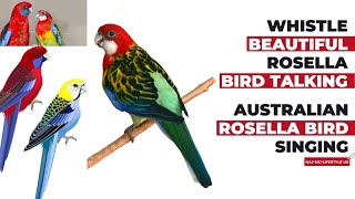 Whistle Beautiful rosella bird talking | Australian rosella bird singing | rosella bird colours