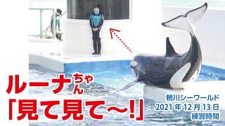 「見て見て〜！」可愛いルーナちゃん【2021年12月13日】Orcas at Kamogawa Sea World in Japan