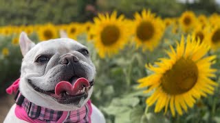 【喜多方市】【ひまわり🌻】三ノ倉高原花畑に行ってきたフレンチブルドッグの親子🐶