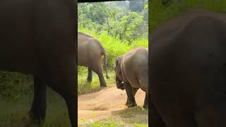 අනේ ඒ අලි පැංචාගේ වැඩ 🥺 #elephant #elephante #wildlife #animals #youtubeshorts #srilankanwildlife