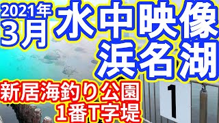 【水中映像】新居海釣り公園 1番T字堤防 2021年3月 初春の浜名湖（浜名湖の釣り）