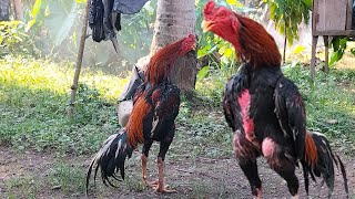 INI DIA..!! SUARA KOKOK AYAM BANGKOK JAWARA, AYAM BANGKOK SUPER ISTIMEWA