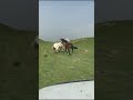 horse fight