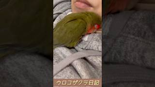 ［コザクラインコ］何でこんなに可愛いの⁉️#lovebirds #lovebird #rosylovebird