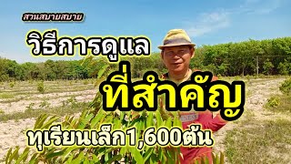 วิธีการดูแล...ที่สำคัญ...สำหรับทุเรียนเล็ก1,600ต้น Ep.138 : สวนสบายสบาย