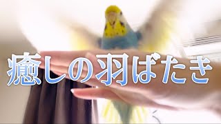 癒しの羽ばたき！呼んだら来るセキセイインコの羽ばたきが美し過ぎる♡鷹匠もできるおしゃべりインコサァとミィ♡