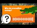 but why kids why do crocodiles chomp full podcast episode