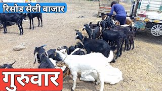 Risod Guruwar seli bajar bhav | Risod bail bajar Guruwar in Maharashtra | आजचे बैल बाजार रिसोड 2023