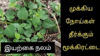 ஒரு கீரை பல நோய்களை குணப்படுத்தும்| Mookirattai keerai Healthy Benefits in Tamil