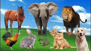 Best Animal Sound!Wild Animal Sounds: Horse Cat Goat Cow Сrocodile Mouse Sheep Deer Rooster Penguin!